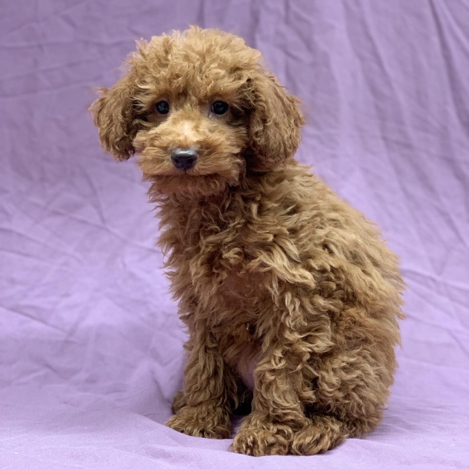 Adèle chiot caniche femelle abricot à vendre Paris