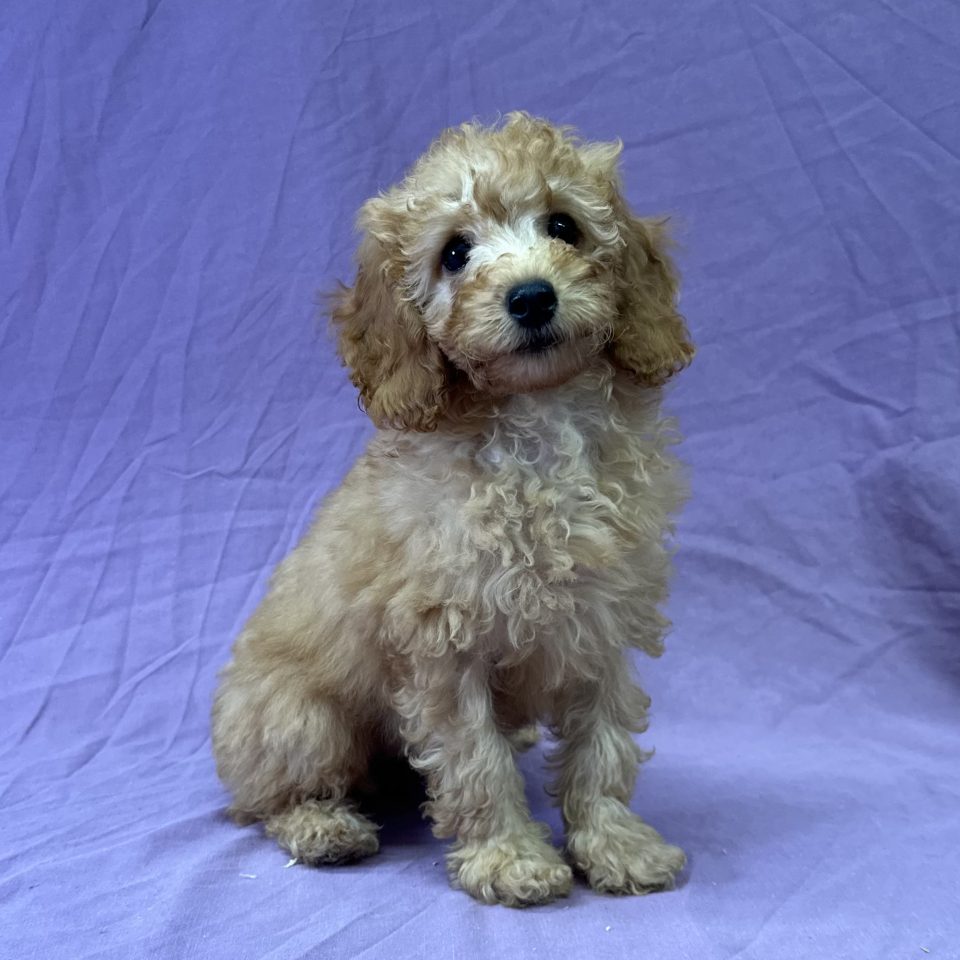 Amande chiot caniche femelle champagne