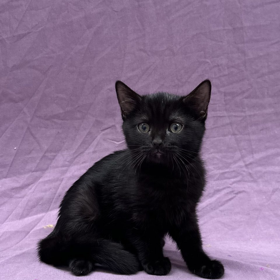 Ania chaton européen femelle noir