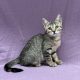 Astra chaton européen femelle brown tabby