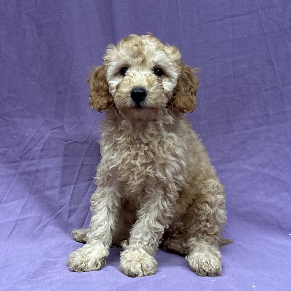 Athéna chiot caniche femelle champagne
