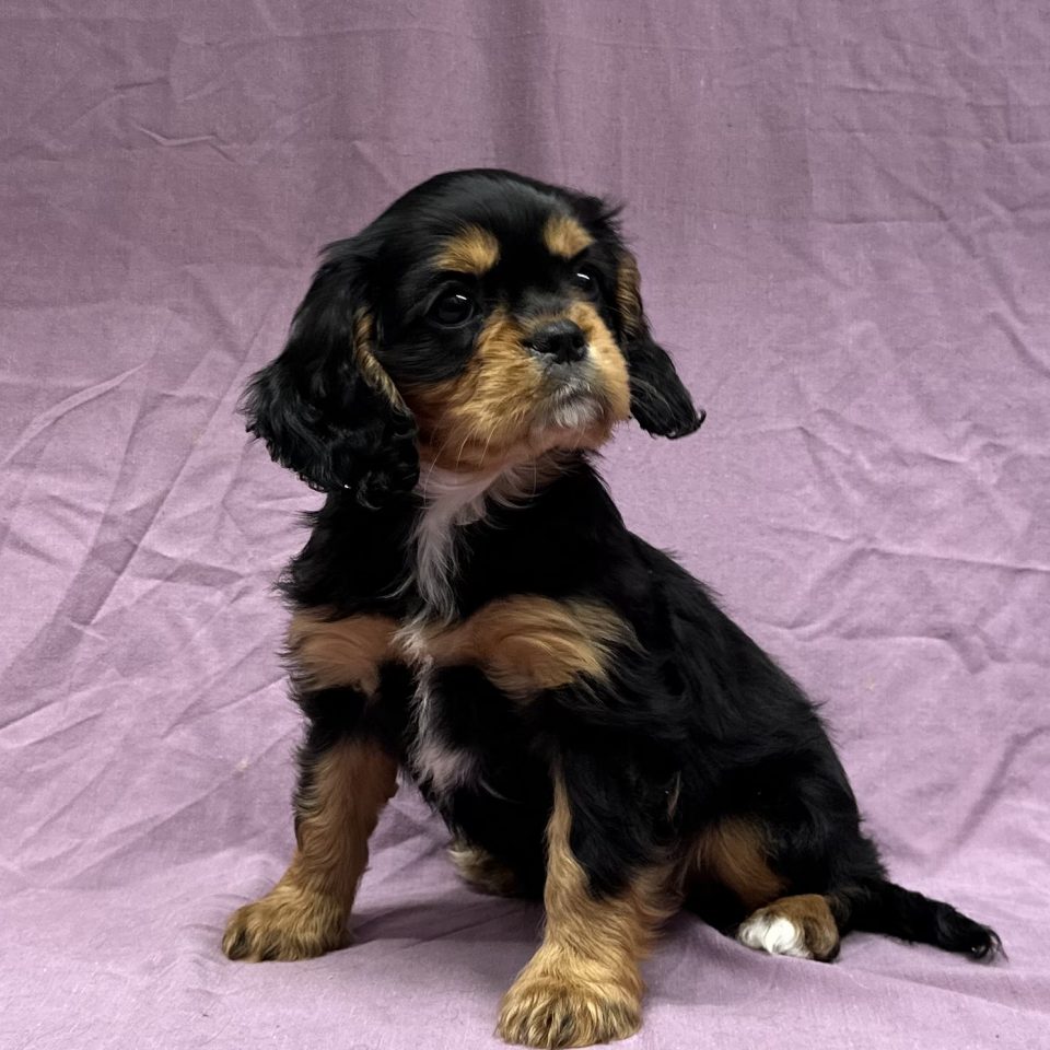 Abby chiot cavalier king charles femelle noir et feu à vendre Paris