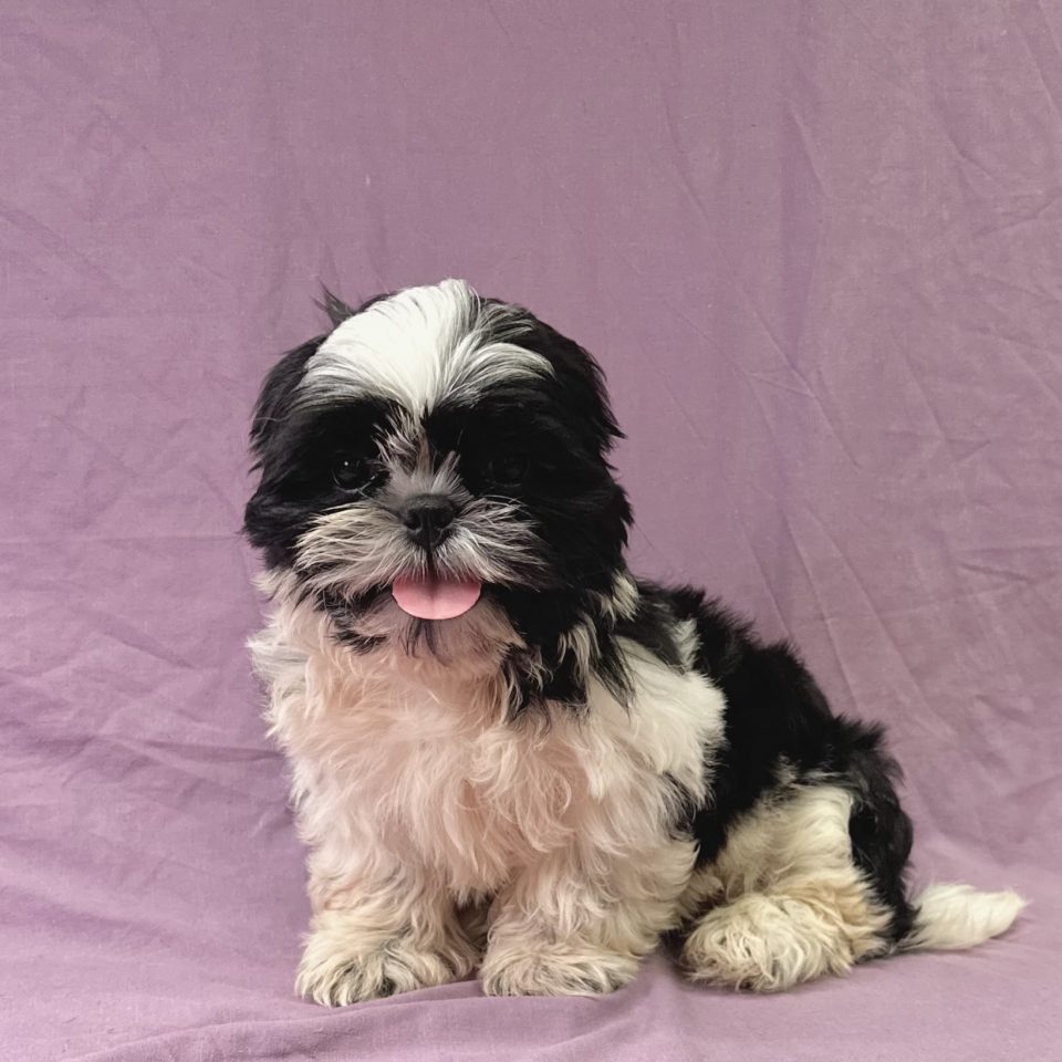 Albus chiot shih-tzu noir et blanc mâle