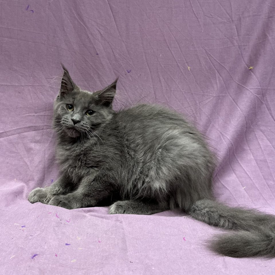 Alyssa chaton maine coon mâle bleu