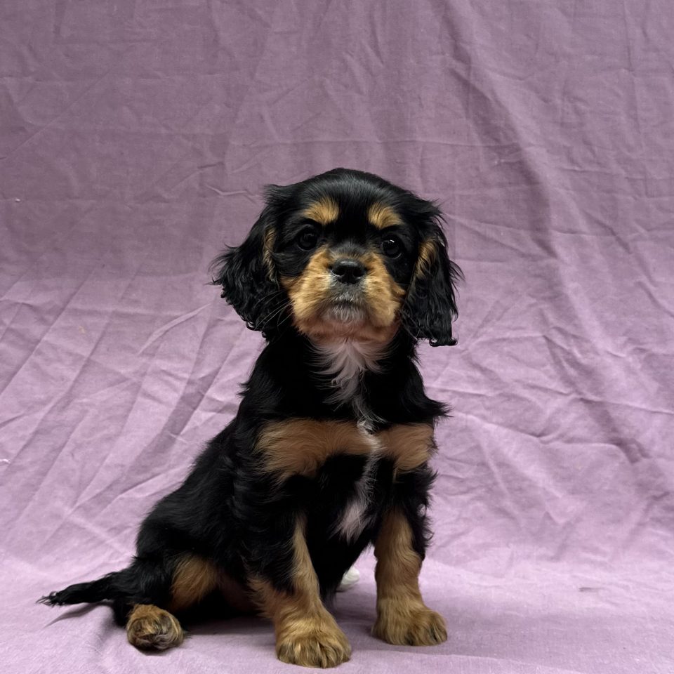 Amy chiot cavalier king charles femelle noir et feu