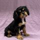 Aramis chiot cavalier king charles mâle noir et feu à vendre Paris