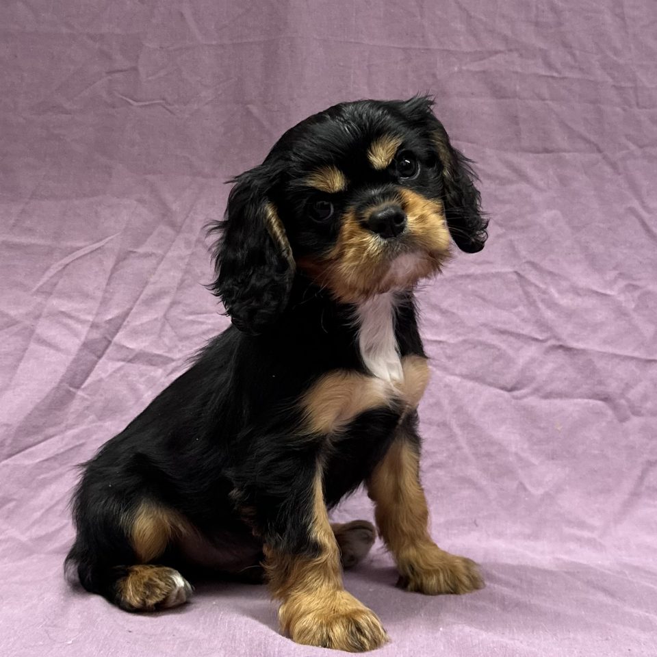 Aramis chiot cavalier king charles mâle noir et feu à vendre Paris