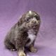 Arlone chiot chihuahua lilac et blanc mâle