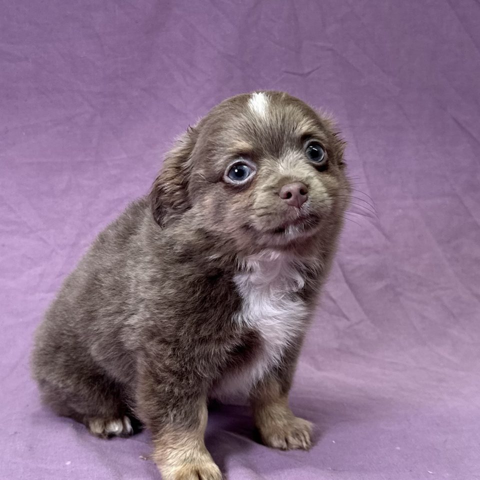 Arlone chiot chihuahua lilac et blanc mâle