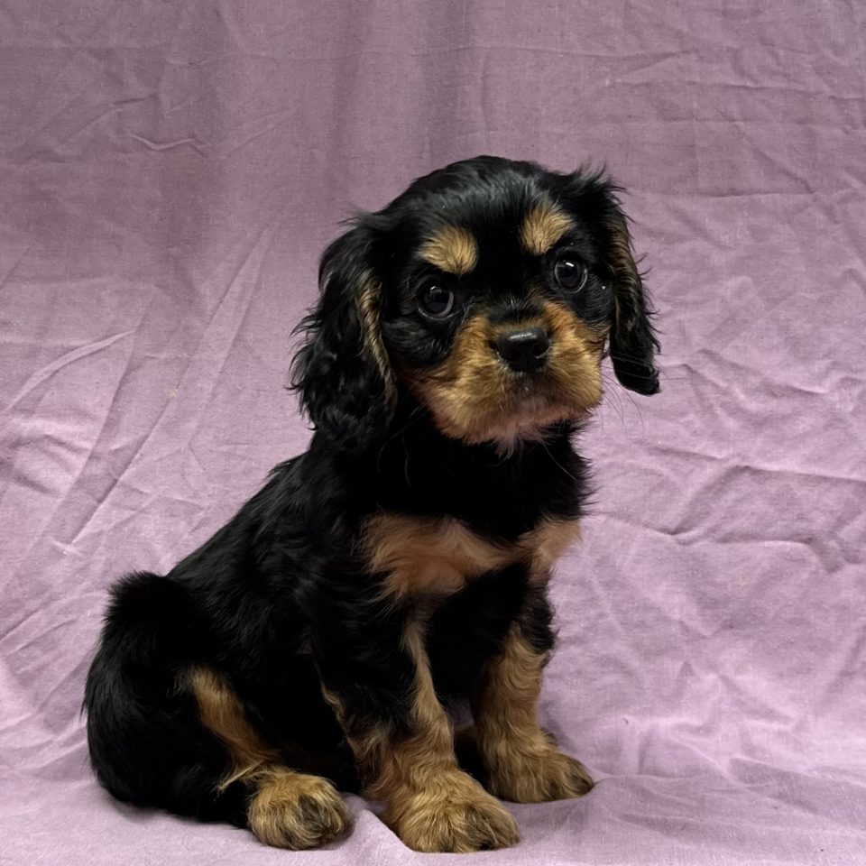 Arold chiot cavalier king charles mâle noir et feu à vendre Paris