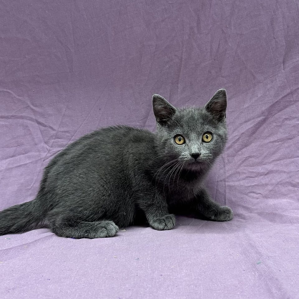 Auguste chaton Chartreux mâle bleu à vendre Paris
