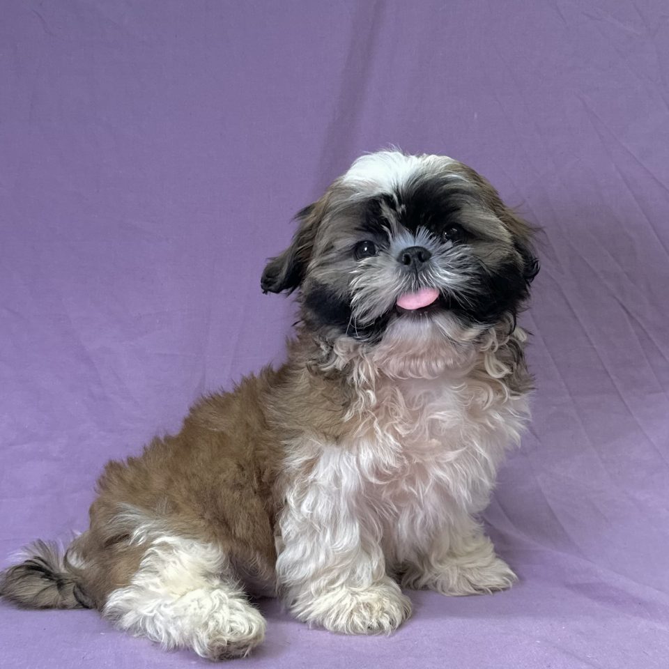 Azalo chiot shih-tzu tricolore mâle à vendre Paris