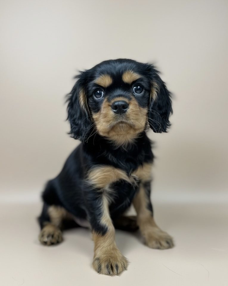 Amadeus Amadeus chiot cavalier king charles mâle noir et feu