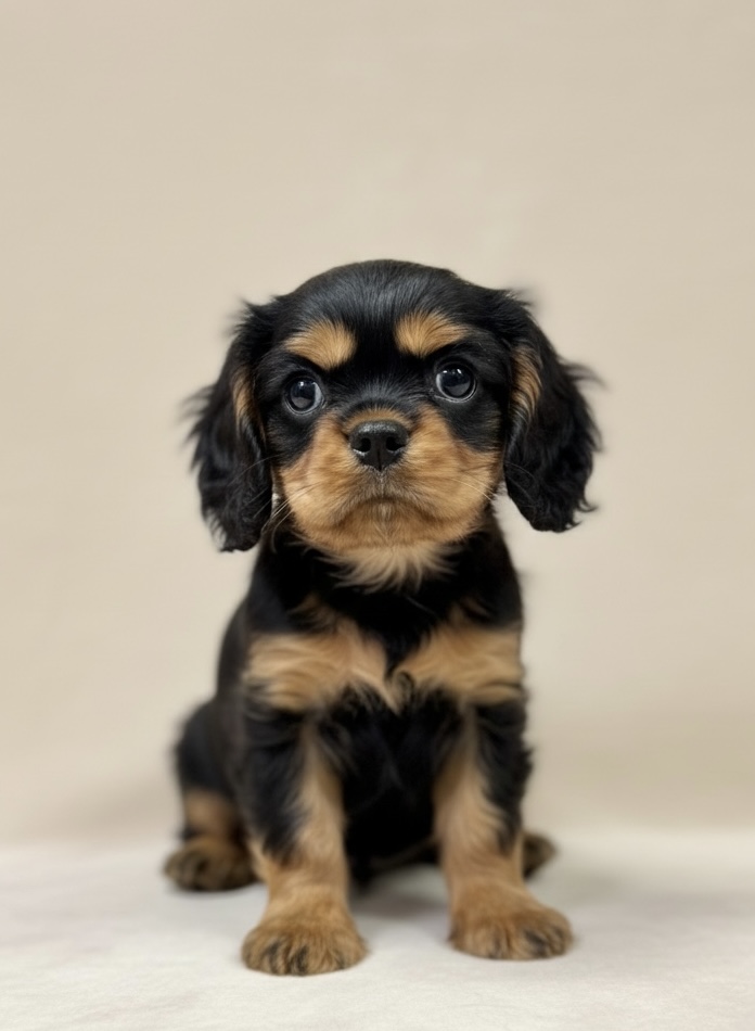 Amadeus chiot cavalier king charles mâle noir et feu