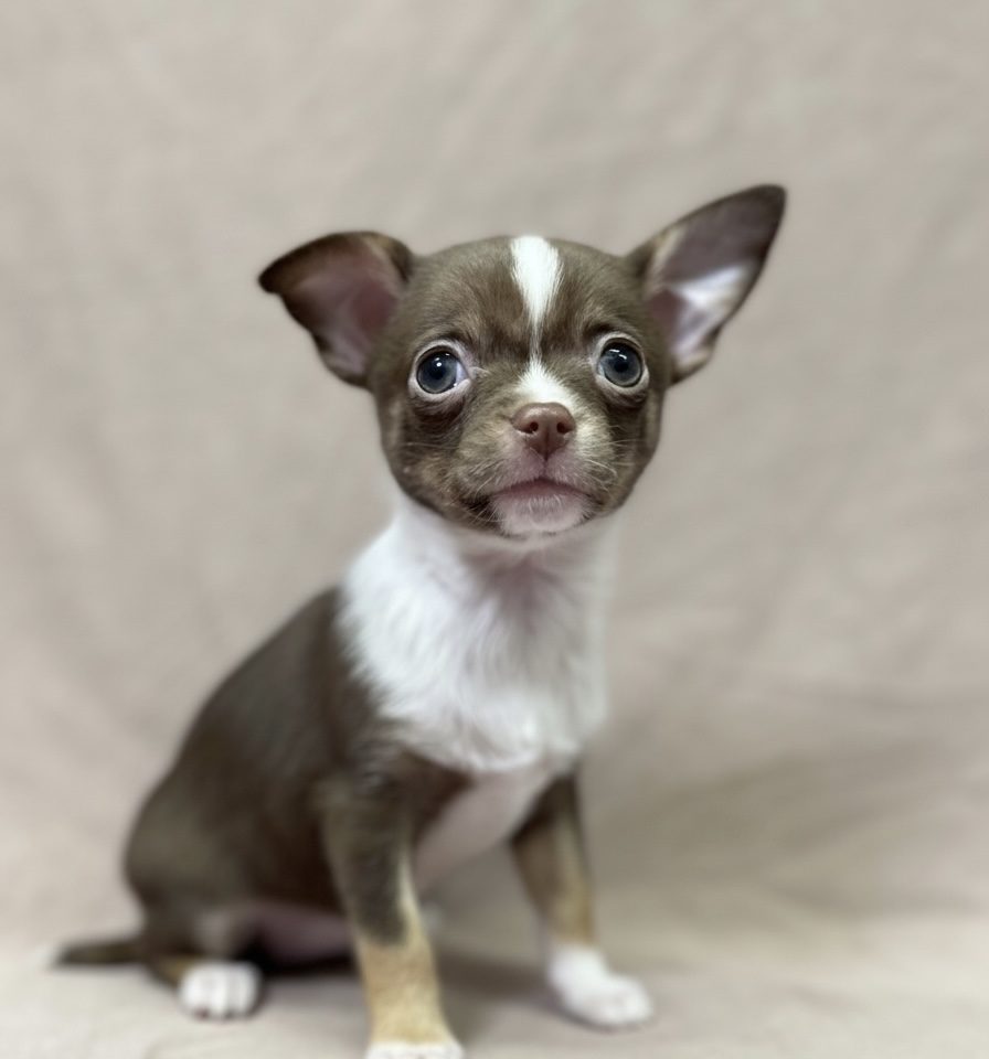 Anastasia chiot chihuahua lilac et blanc mâle