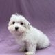 Amira chiot bichon maltais femelle blanc