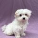 Adelio chiot bichon maltais male blanc