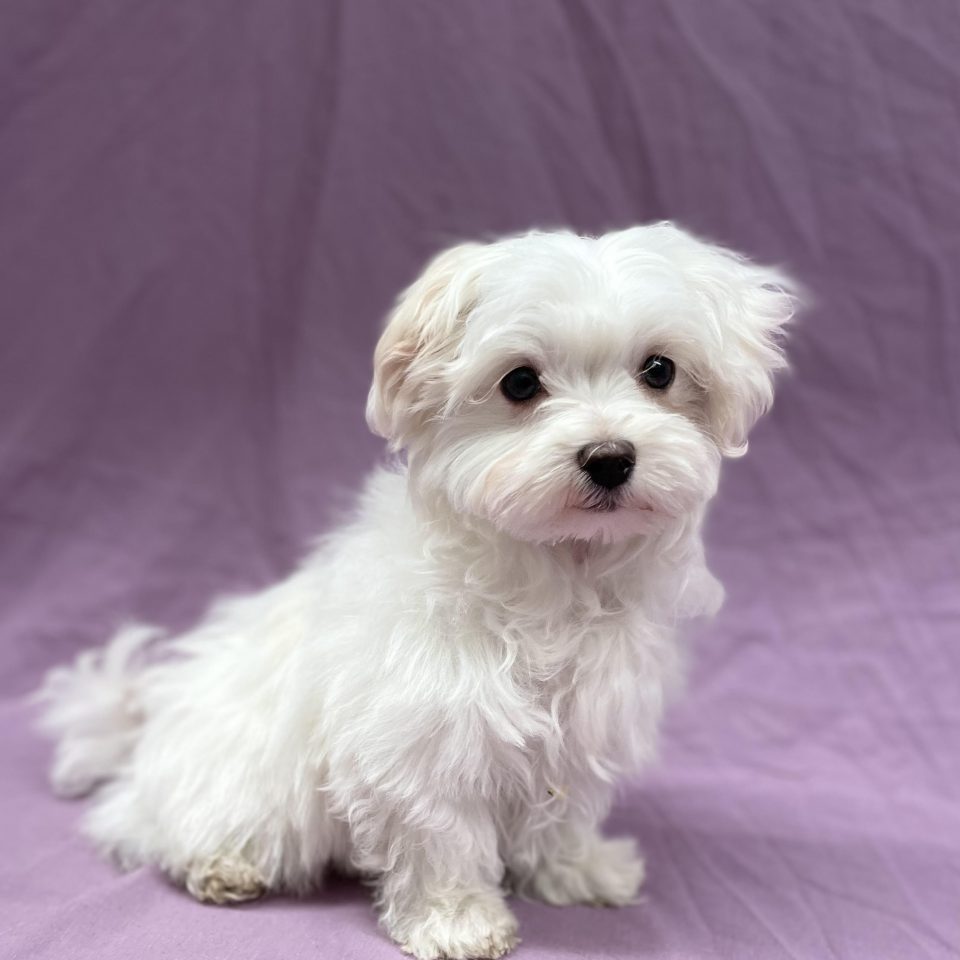 Adelio chiot bichon maltais male blanc