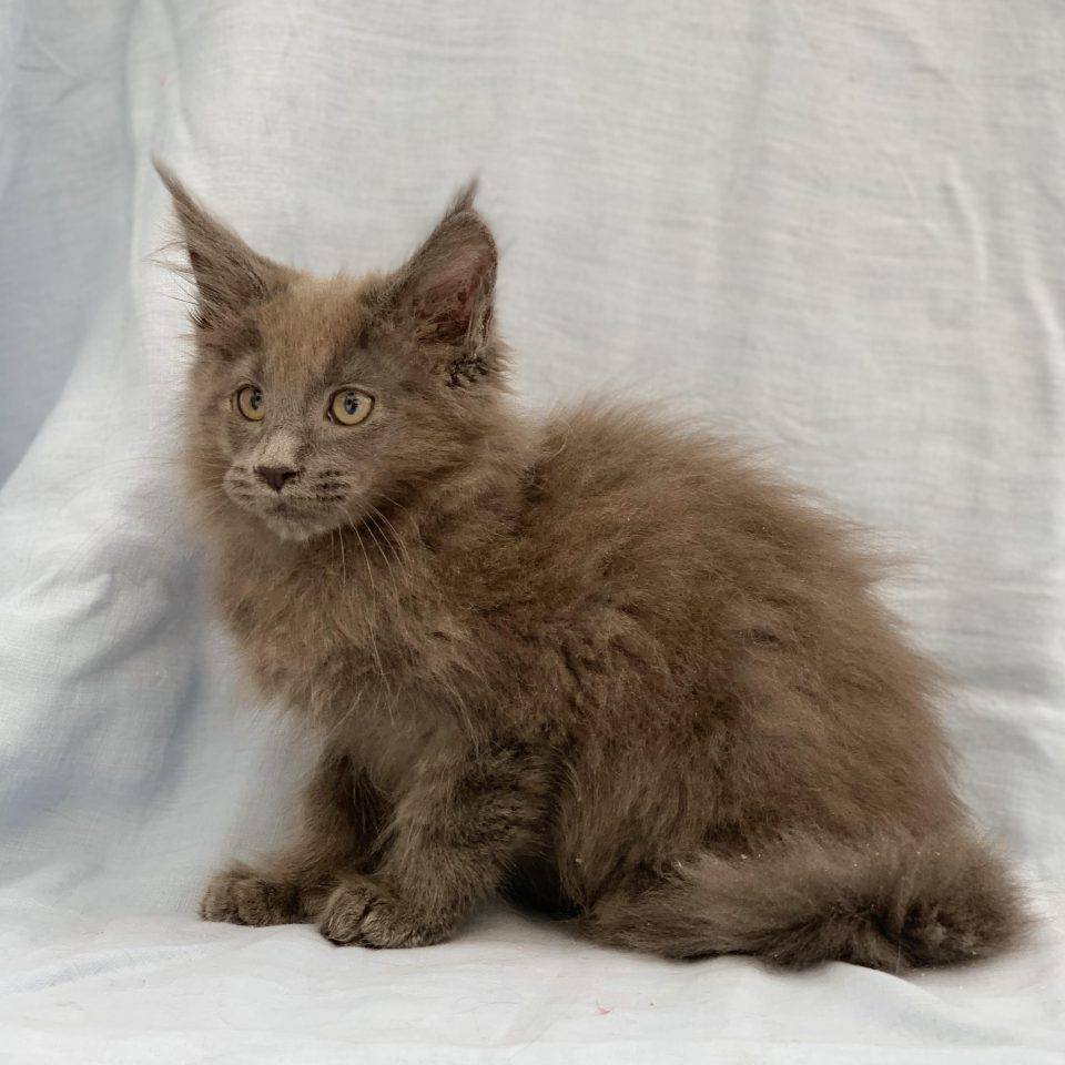 Angelo chaton maine coon mâle bleu