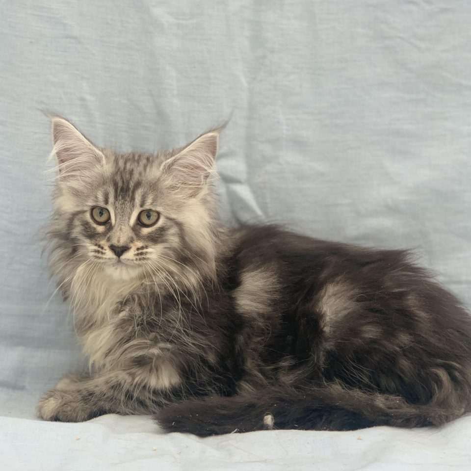 Amy chaton maine coon mâle black silver tabby
