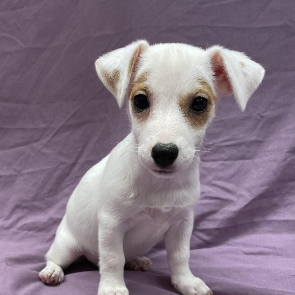 Arizona chiot jack russell blanche et fauve femelle à vendre Paris