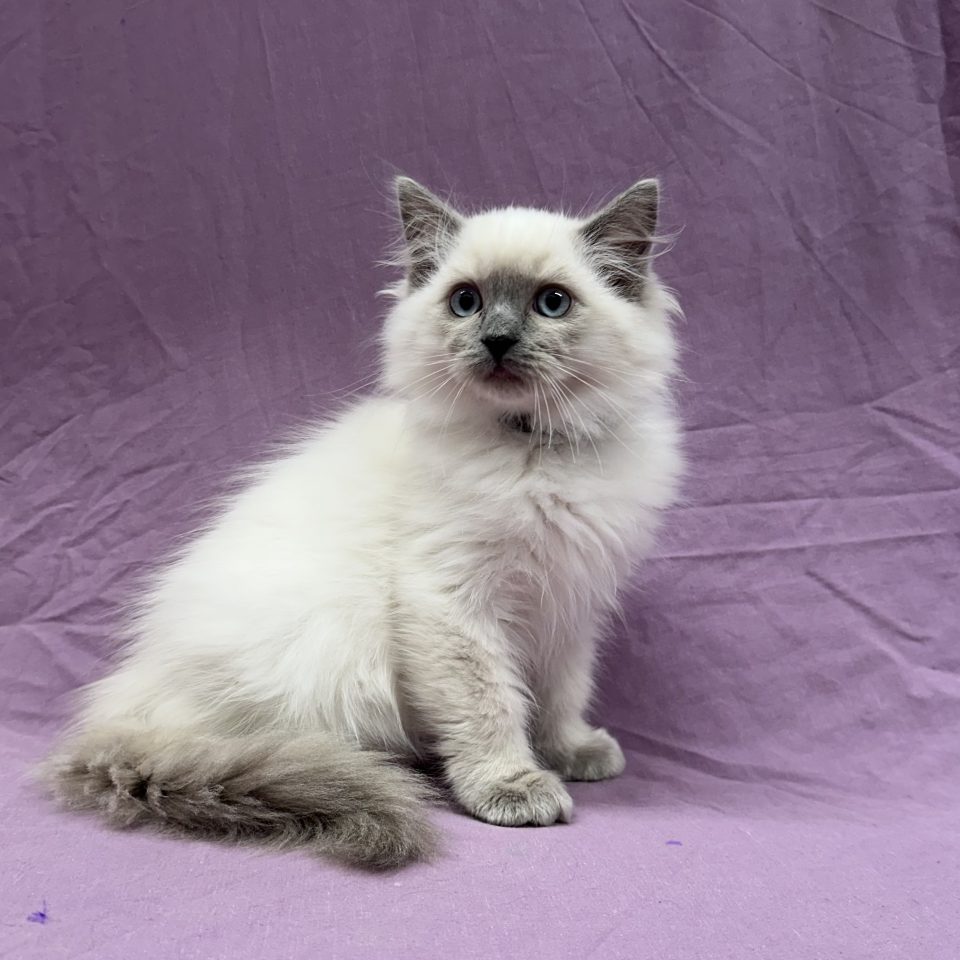 Alaska chaton ragdoll mâle blue point