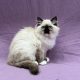 Alba chaton ragdoll femelle seal point mitted