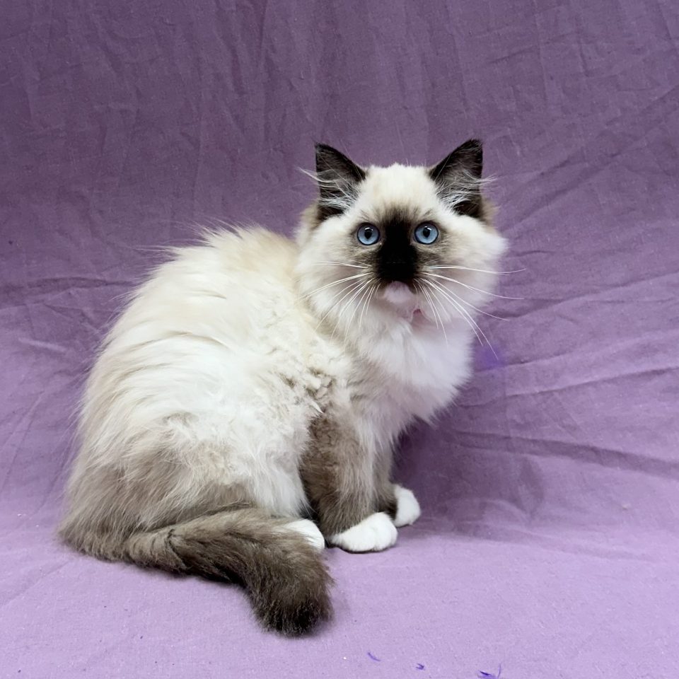 Alba chaton ragdoll femelle seal point mitted