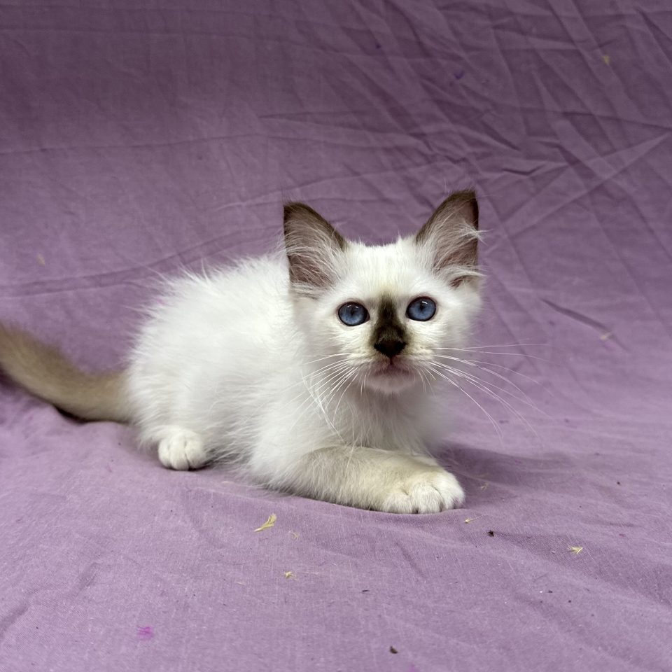 Amaro chaton sacré de Birmanie chocolat point