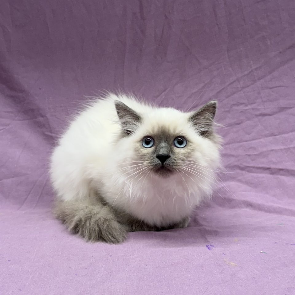 Arcade chaton femelle ragdoll blue point