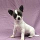 Arthémis chiot chihuahua femelle blanche et bleu à vendre Paris