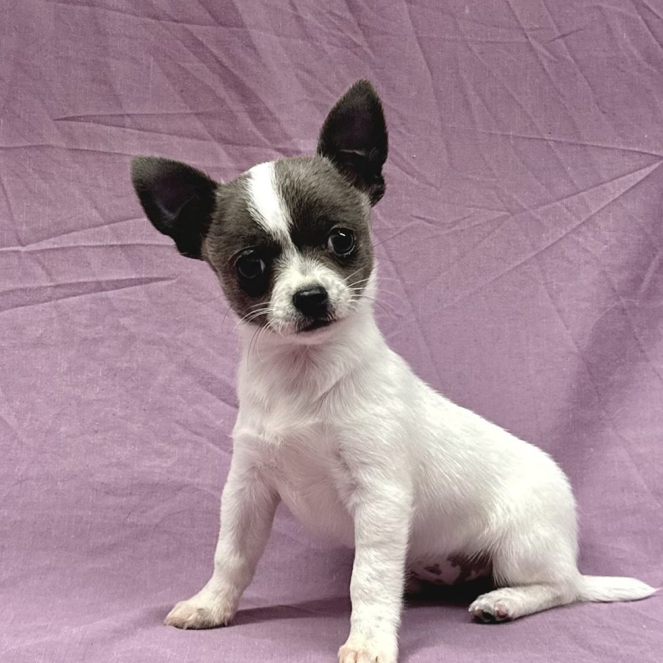 Arthémis chiot chihuahua femelle blanche et bleu à vendre Paris