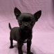 Athéna chiot chihuahua femelle noire