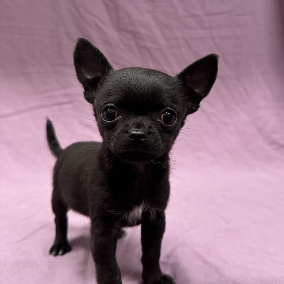 Athéna chiot chihuahua femelle noire