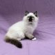 Atlas chaton ragdoll mâle seal point mitted