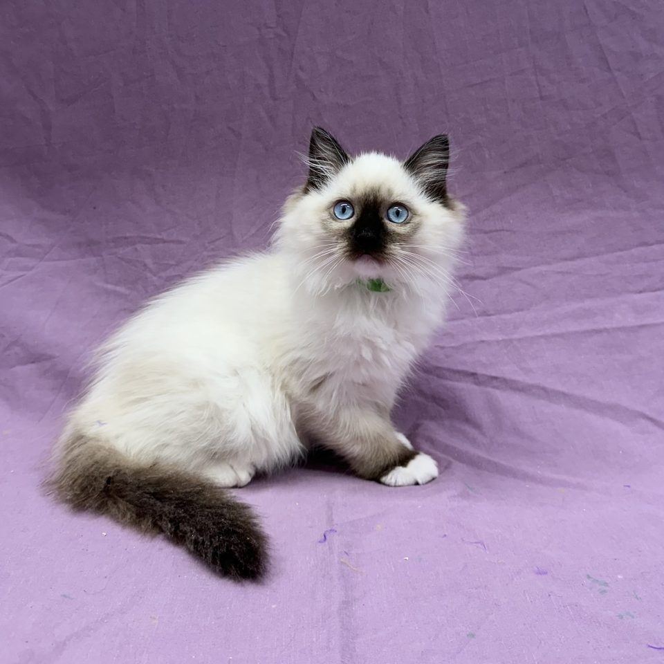 Atlas chaton ragdoll mâle seal point mitted