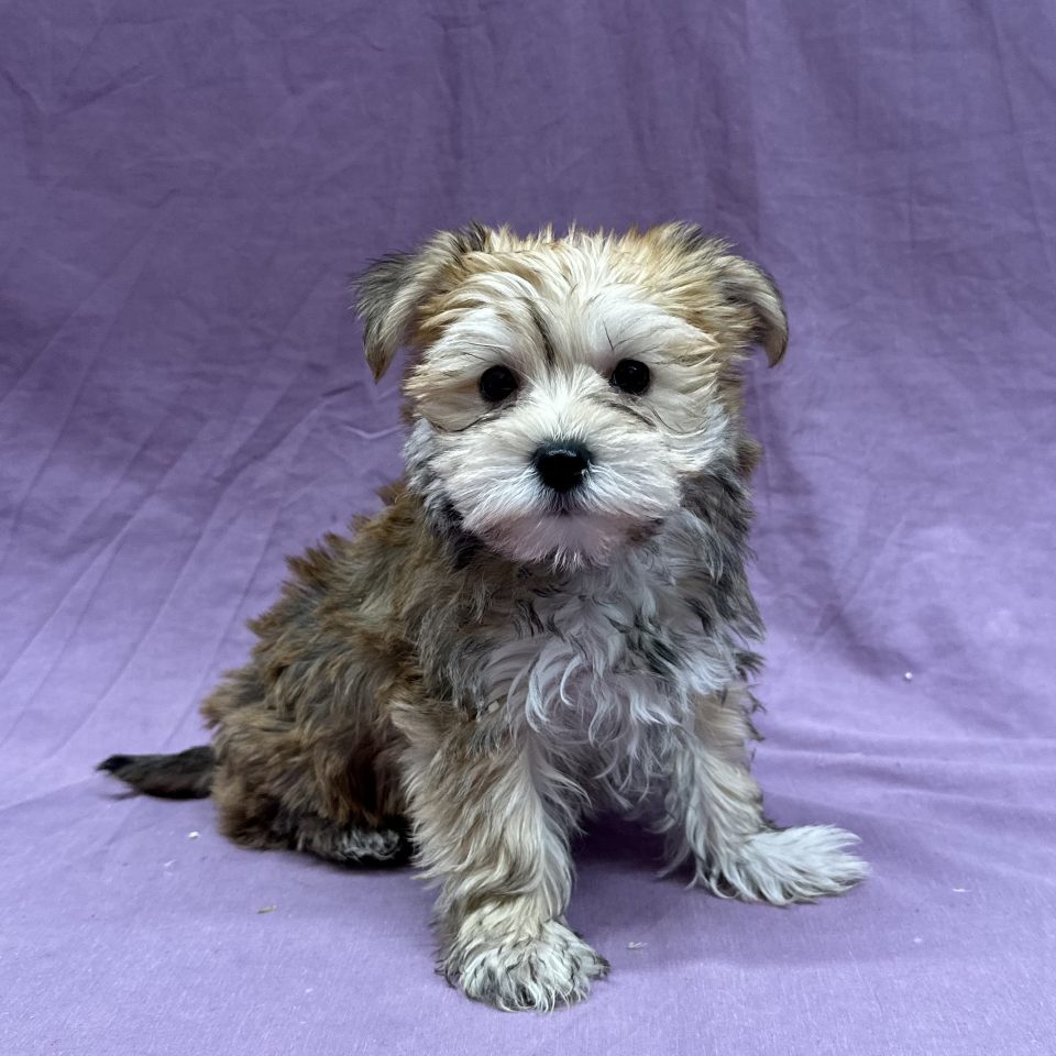 Azalée chiot morkie femelle fauve