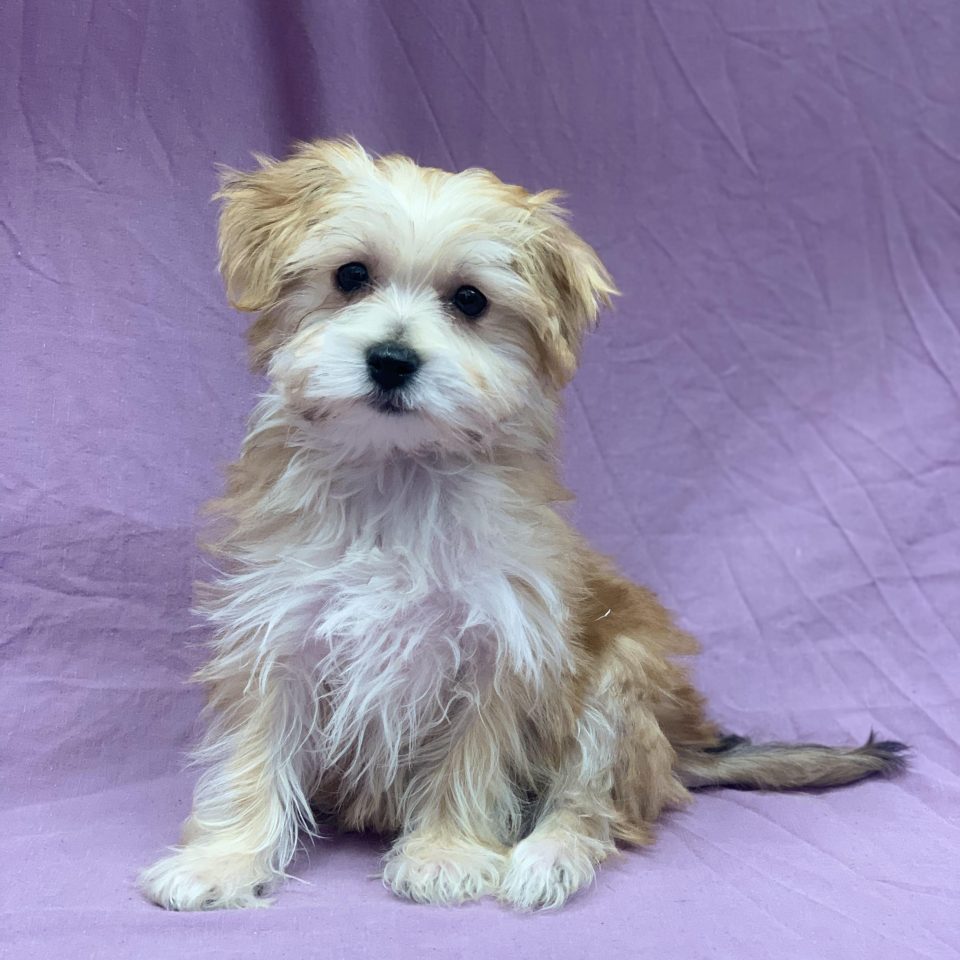 Alba chiot morkie femelle fauve