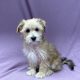 Ayrton chiot morkie mâle fauve