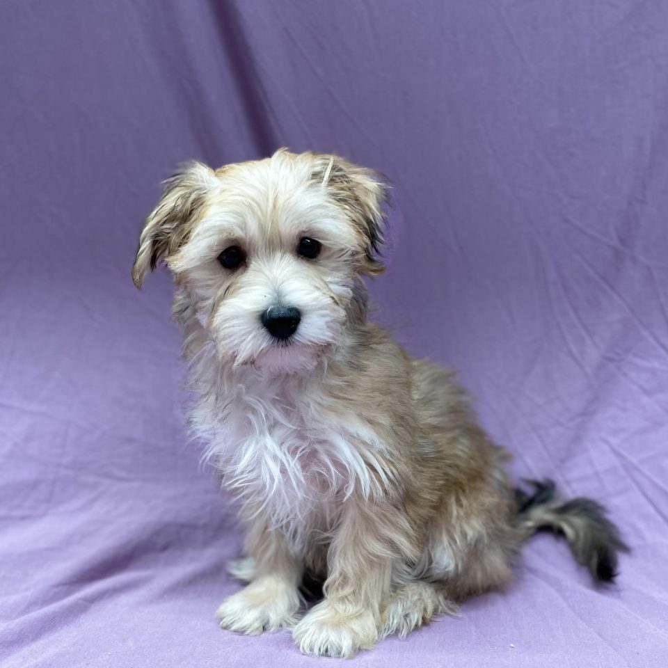 Ayrton chiot morkie mâle fauve