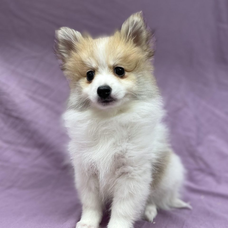 Amelys chiot spitz femelle fauve