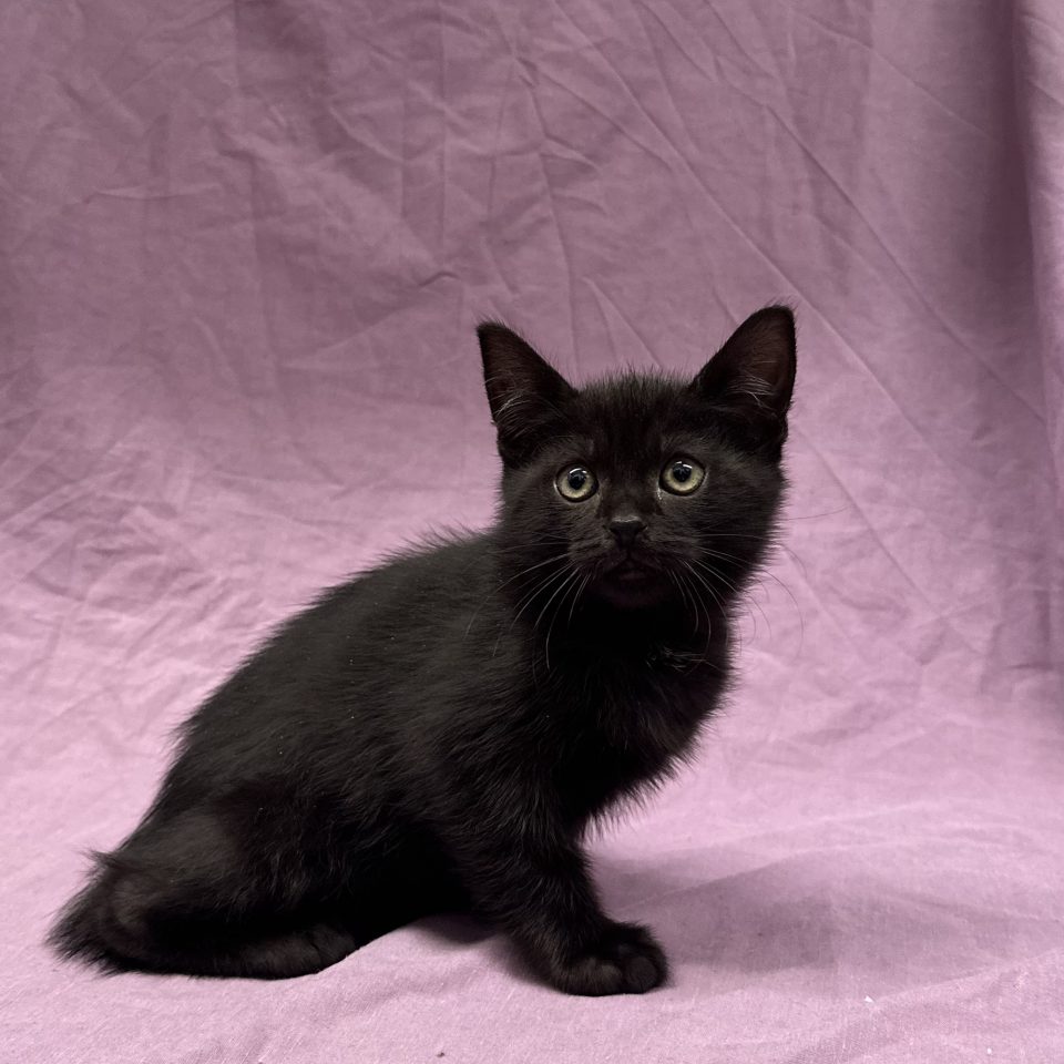 Adès chaton européen mâle noir