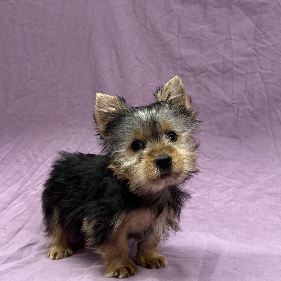 Aksel chiot yorkshire male