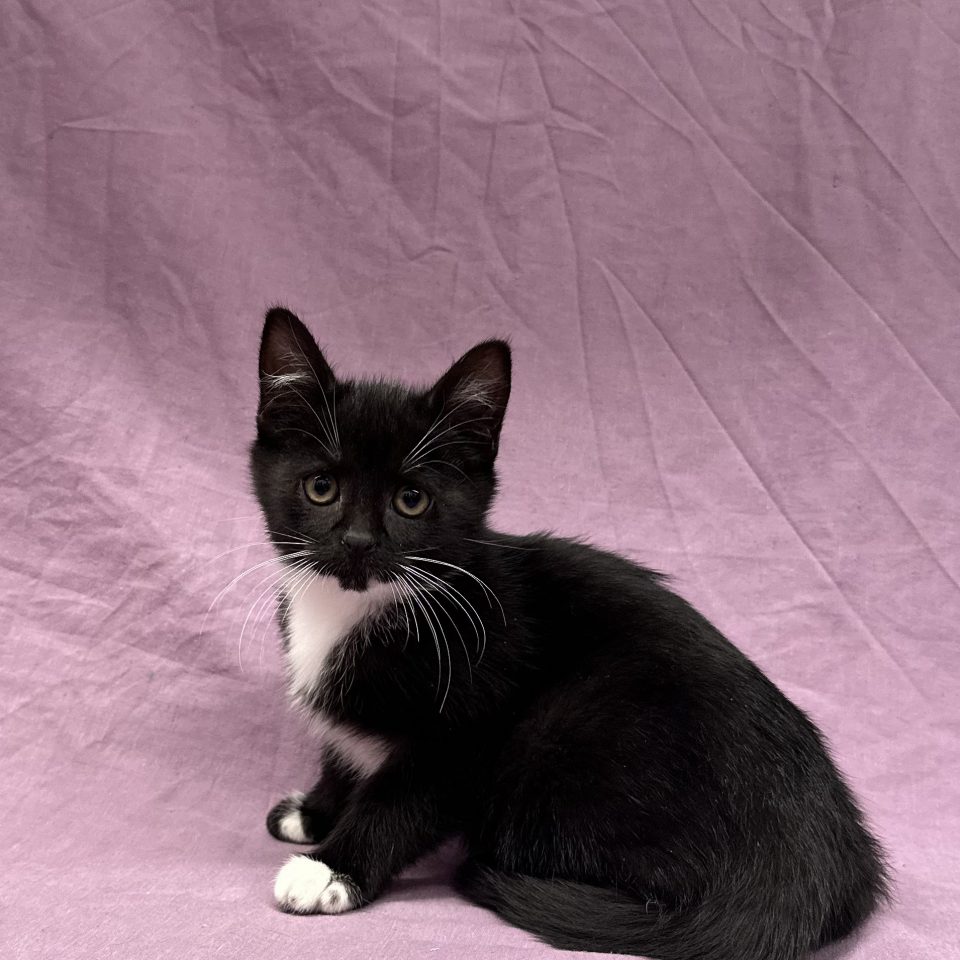 n femelle noir et blanche à vendre Paris