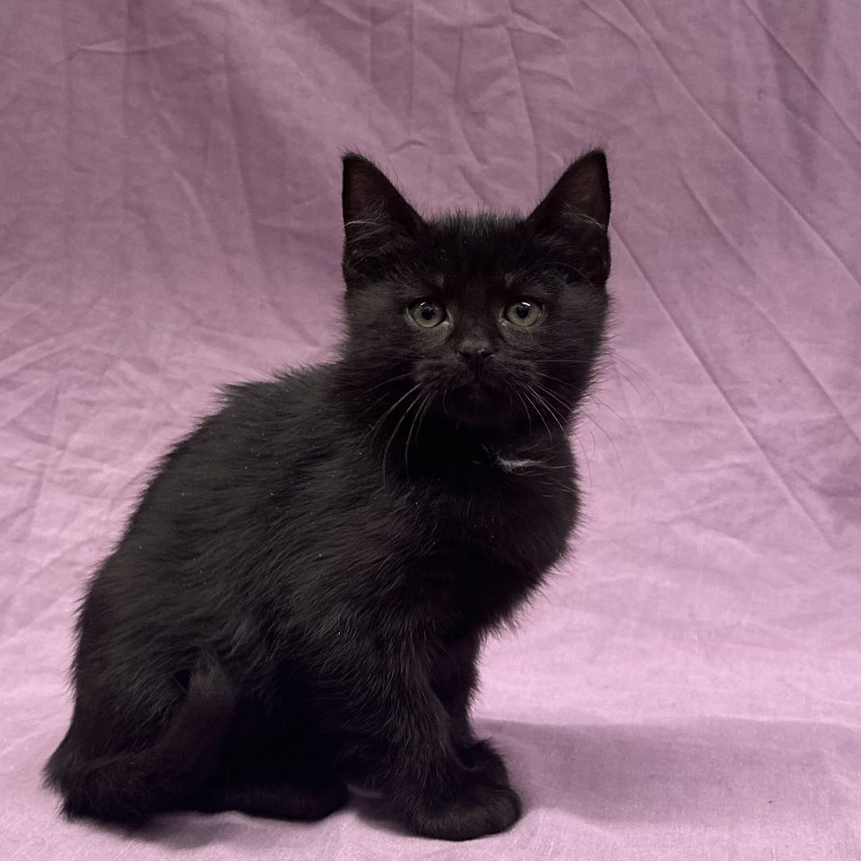 Anatole chaton européen mâle noir