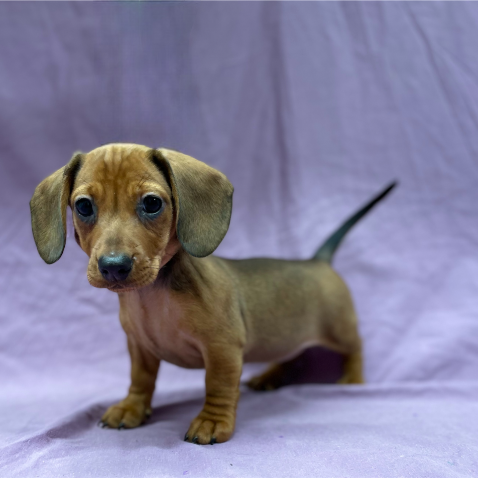 Ayla chiot teckel nain femelle fauve