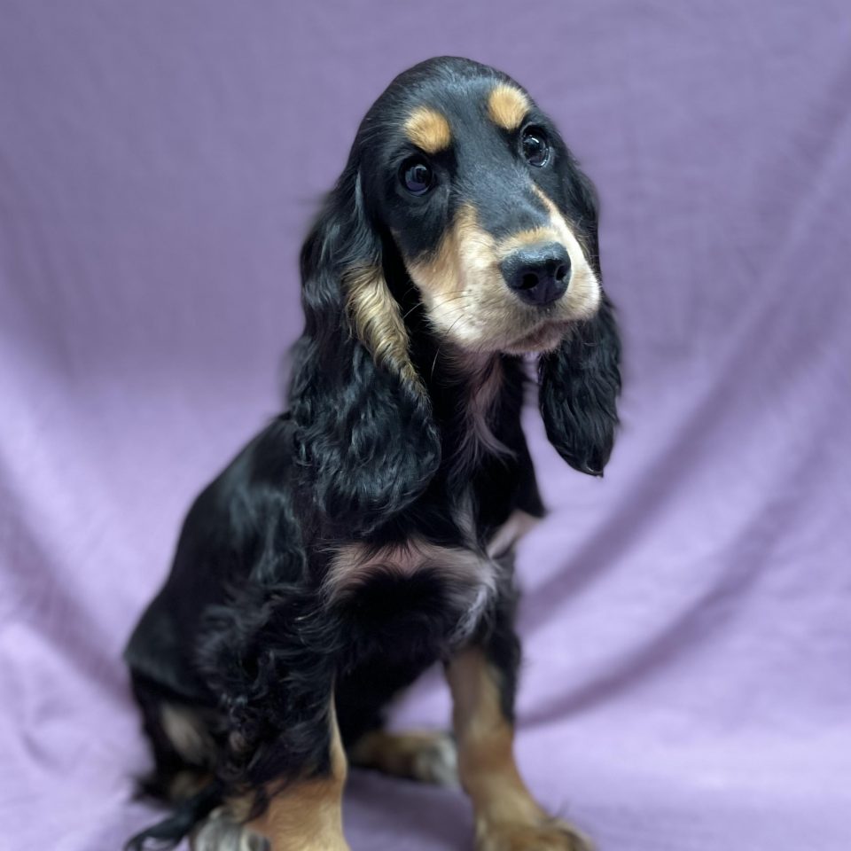 Alba chiot cocker anglais femelle noir et feu