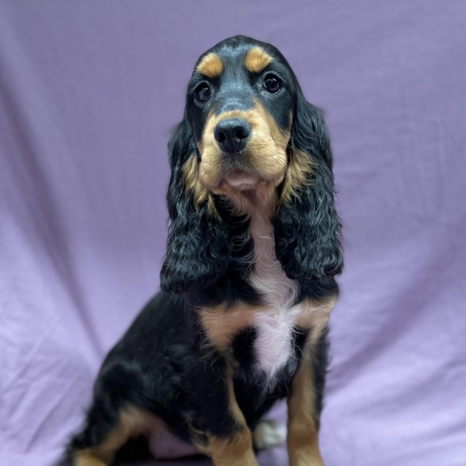 Alma chiot cocker anglais femelle noir et feu à vendre Paris