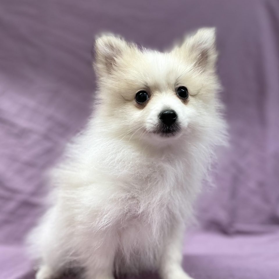 Alizia chiot spitz femelle fauve et blanc