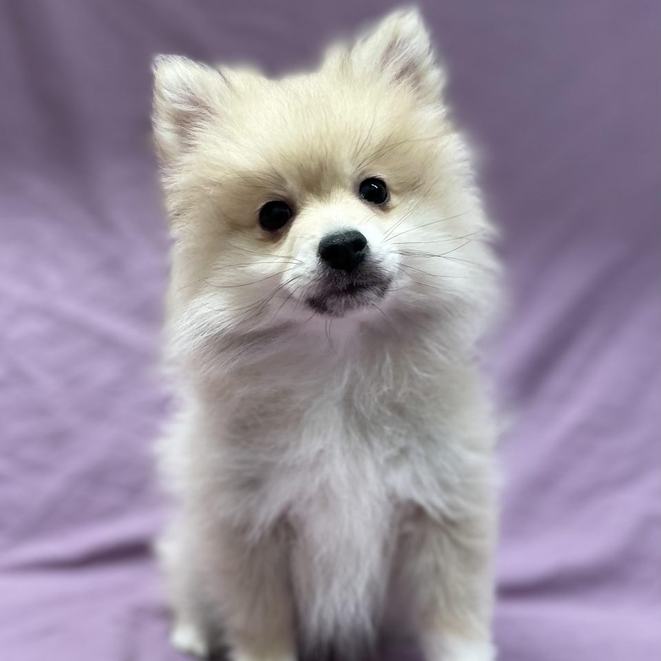 Alita chiot spitz femelle fauve